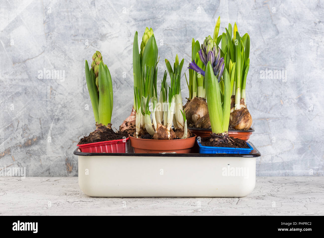 Growing flower bulb in pot on white backgroun Stock Photo Alamy