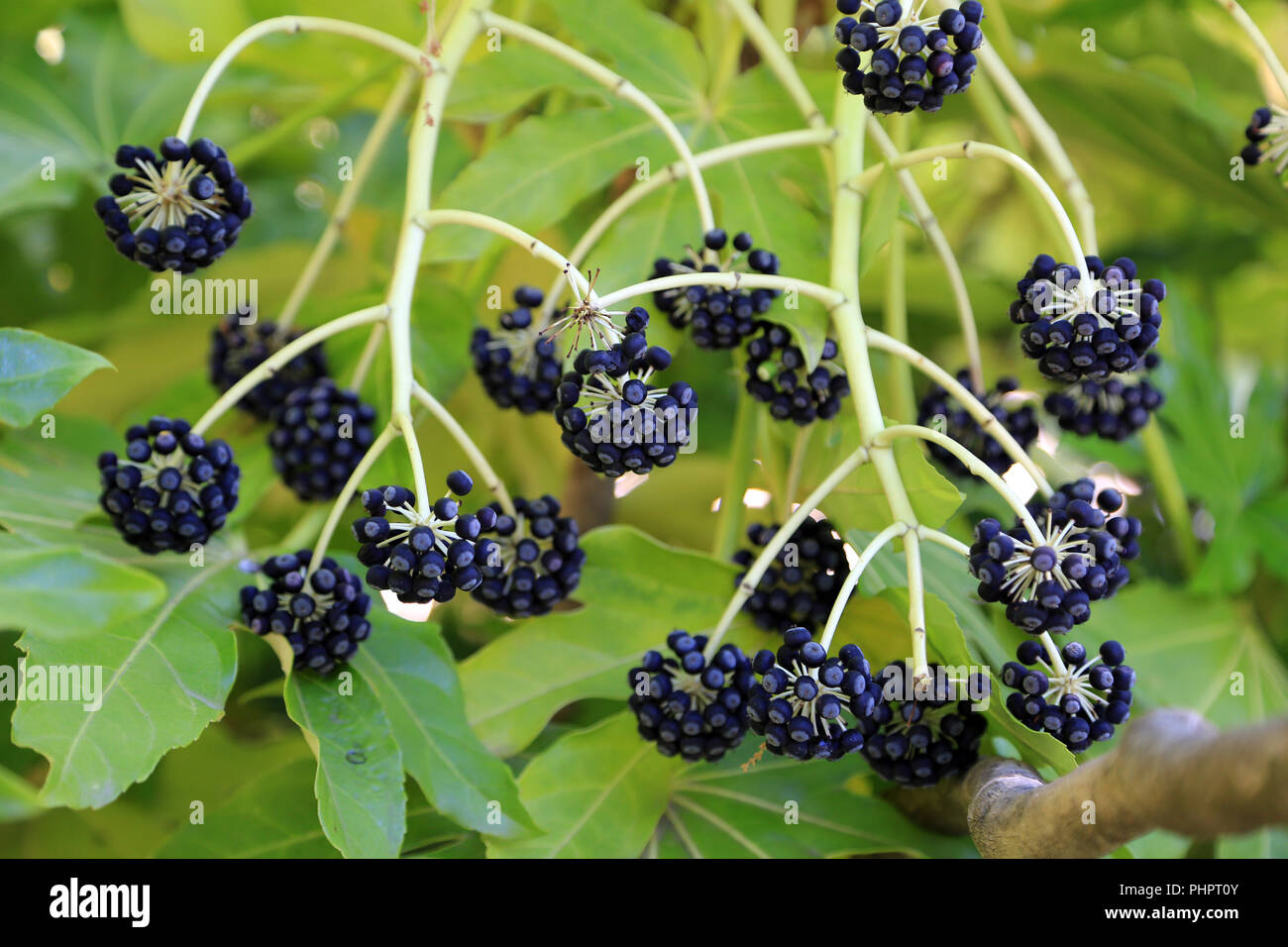 Fruits of Japanese aralia, Fatsia japonica Stock Photo