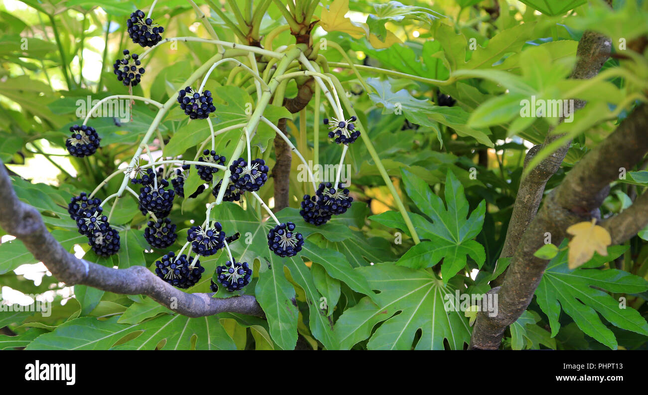 Fruits of Japanese aralia, Fatsia japonica Stock Photo