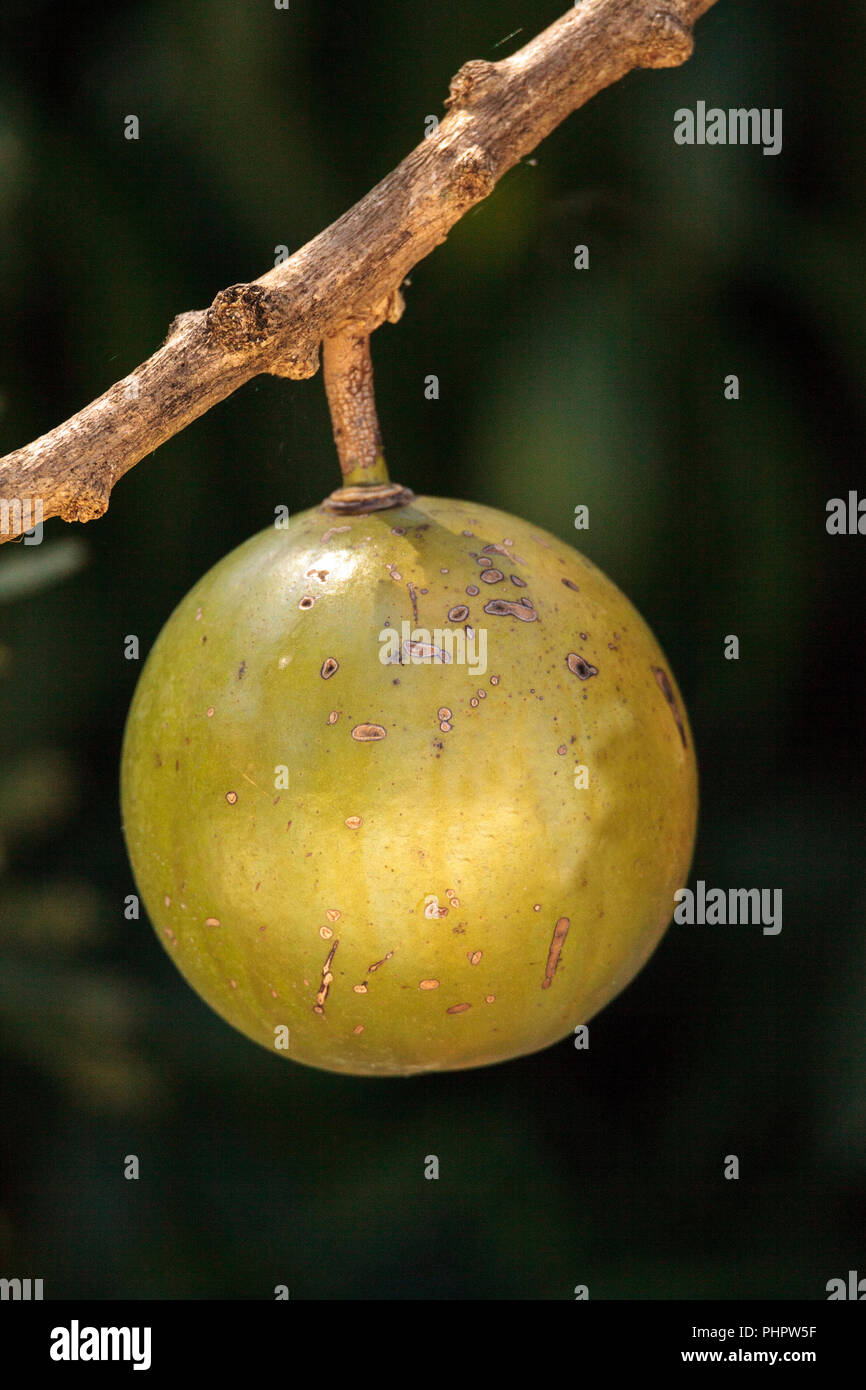 Fruit on Calabash tree Crescentia cujete Stock Photo