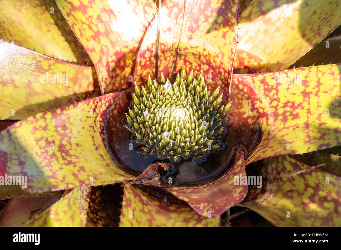 Bromeliad Neoregelia ‘Lava’ flowers bloom Stock Photo