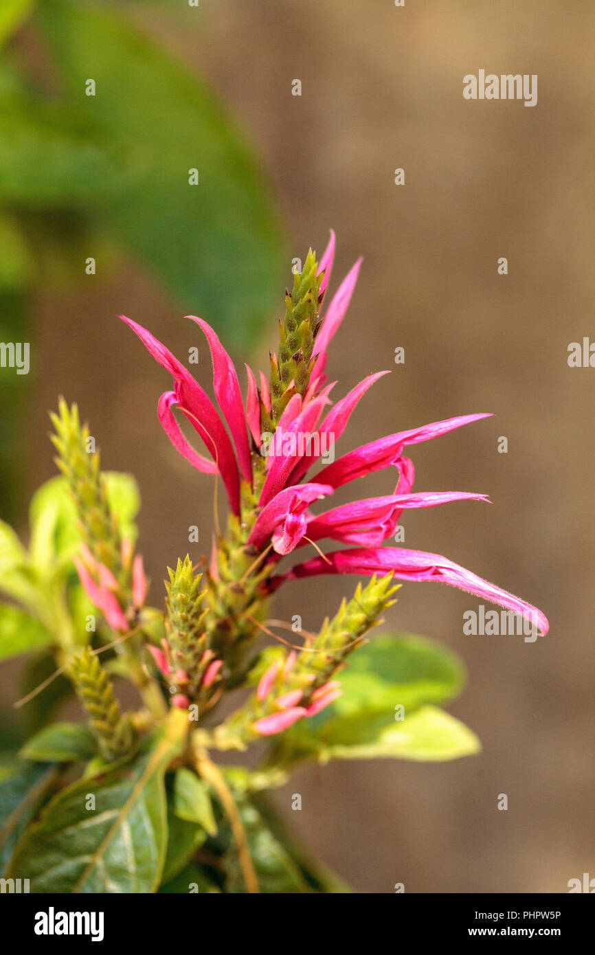 Pink bee balm spikey flower Monarda didyma Stock Photo