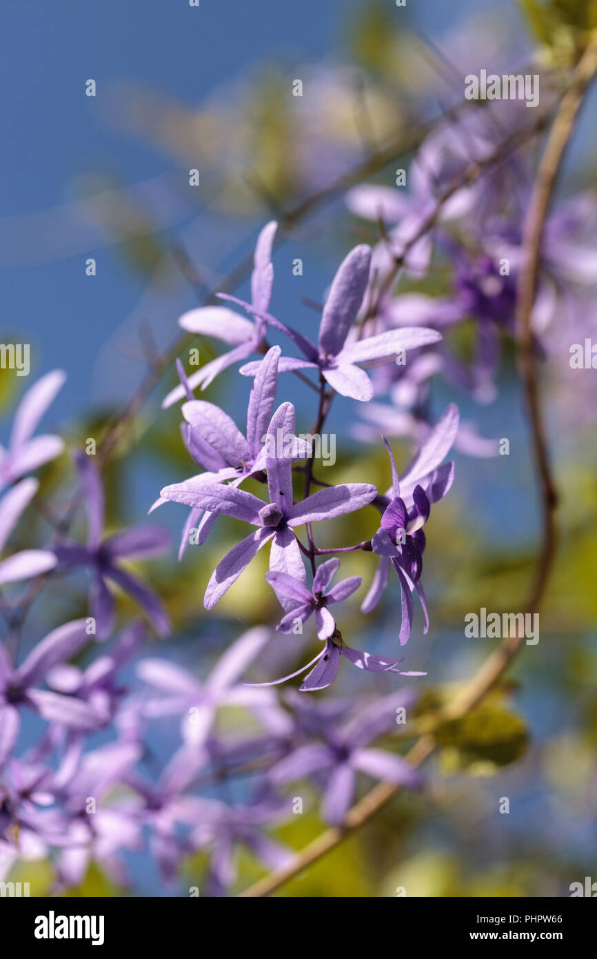 Purple flowers known as queen’s wreath Petrea volubilis Stock Photo Alamy