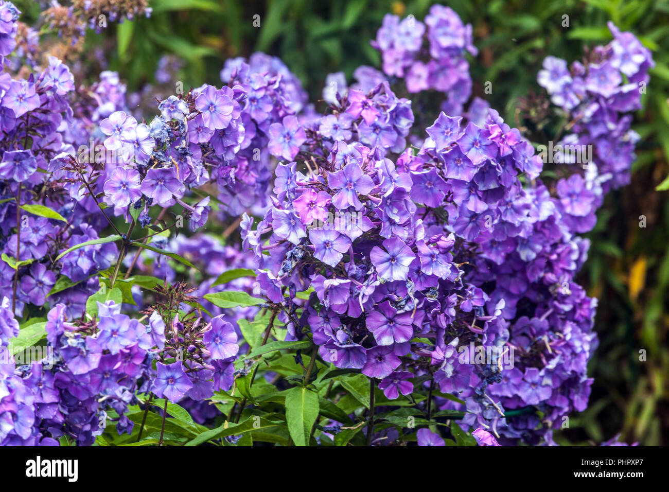 Garden perennial, Phlox paniculata 'Blue Paradise' Stock Photo