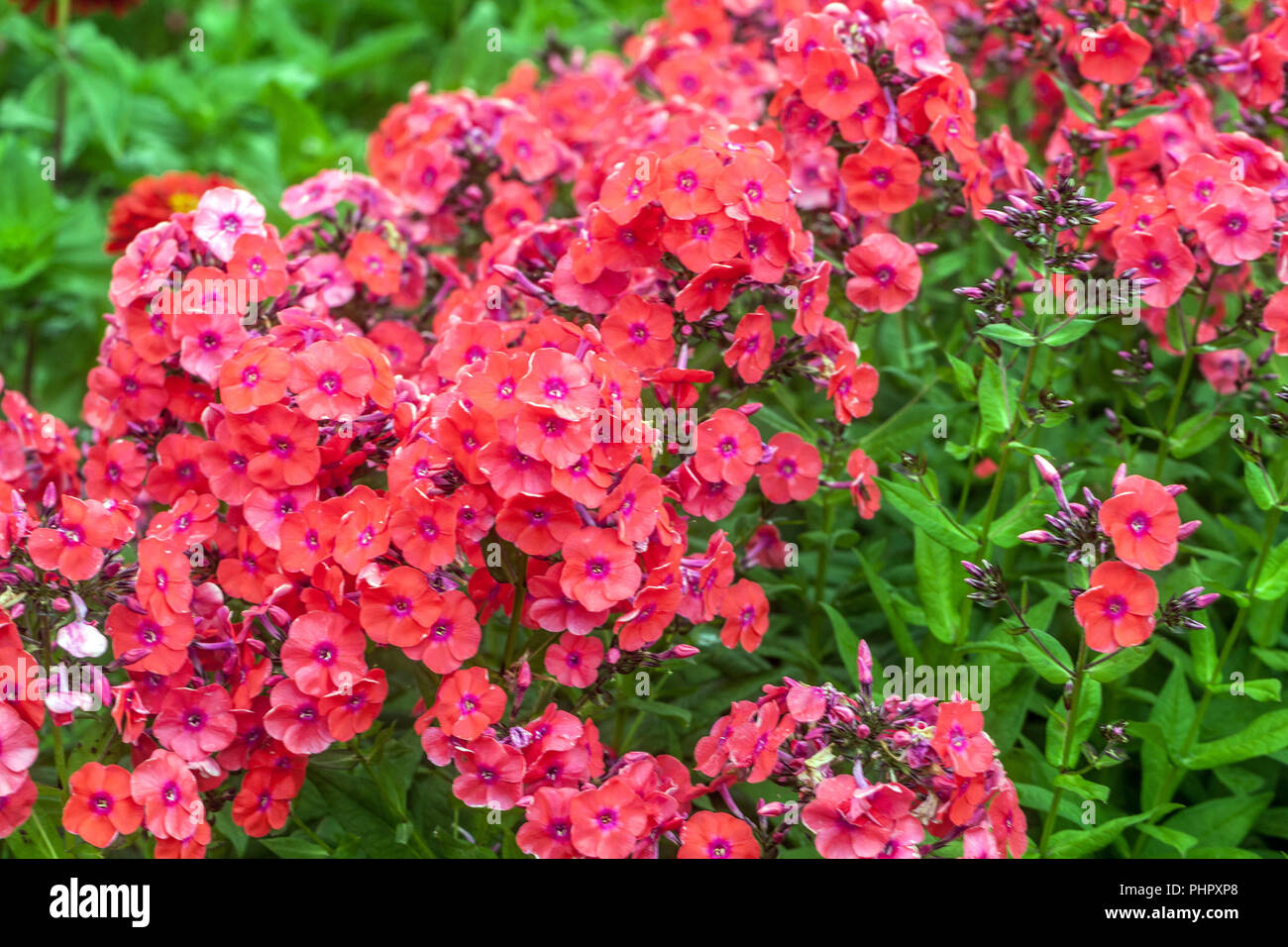 Garden Phlox paniculata ' Freudenfeuer ' Stock Photo
