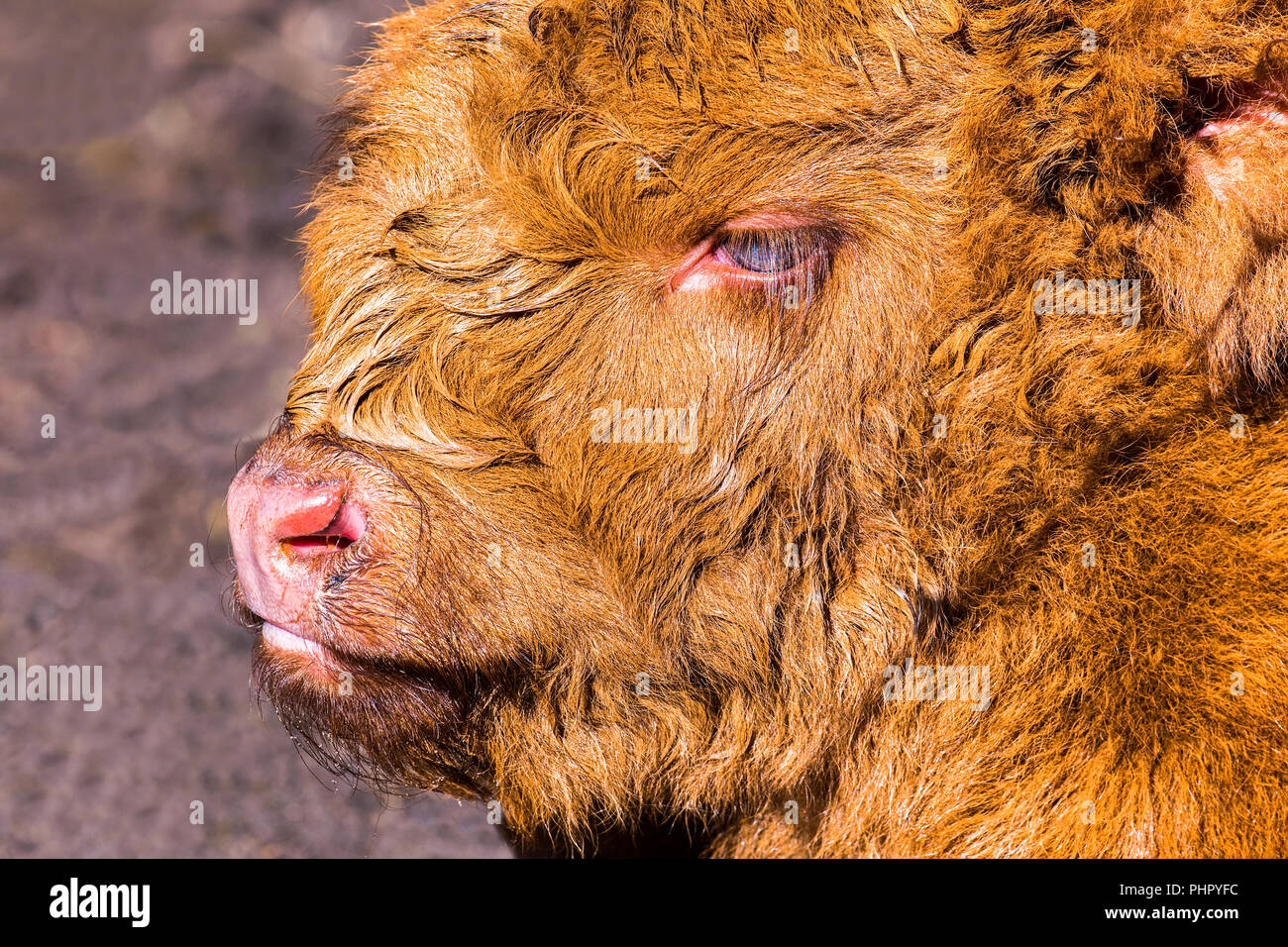 Head brown newborn scottish highlander calf Stock Photo