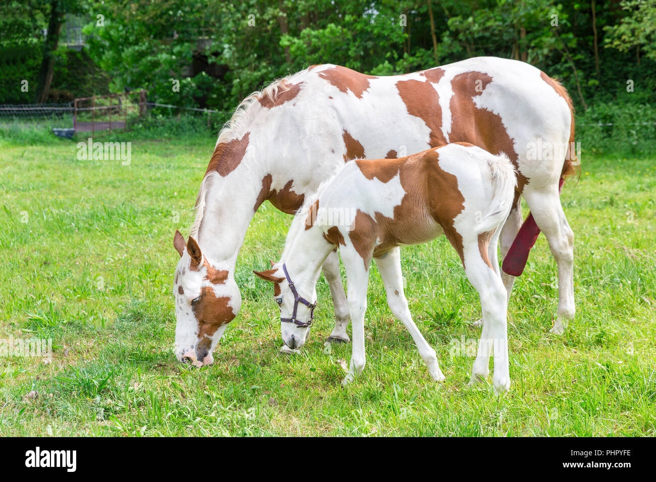 Mother horse with newborn foal in meadow Stock Photo