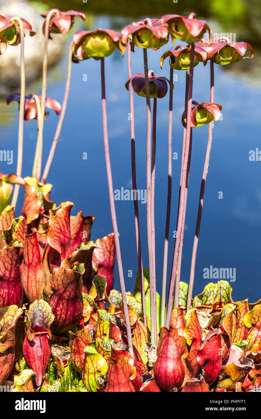 Sweet Pitcher Plant, Sarracenia rubra Stock Photo