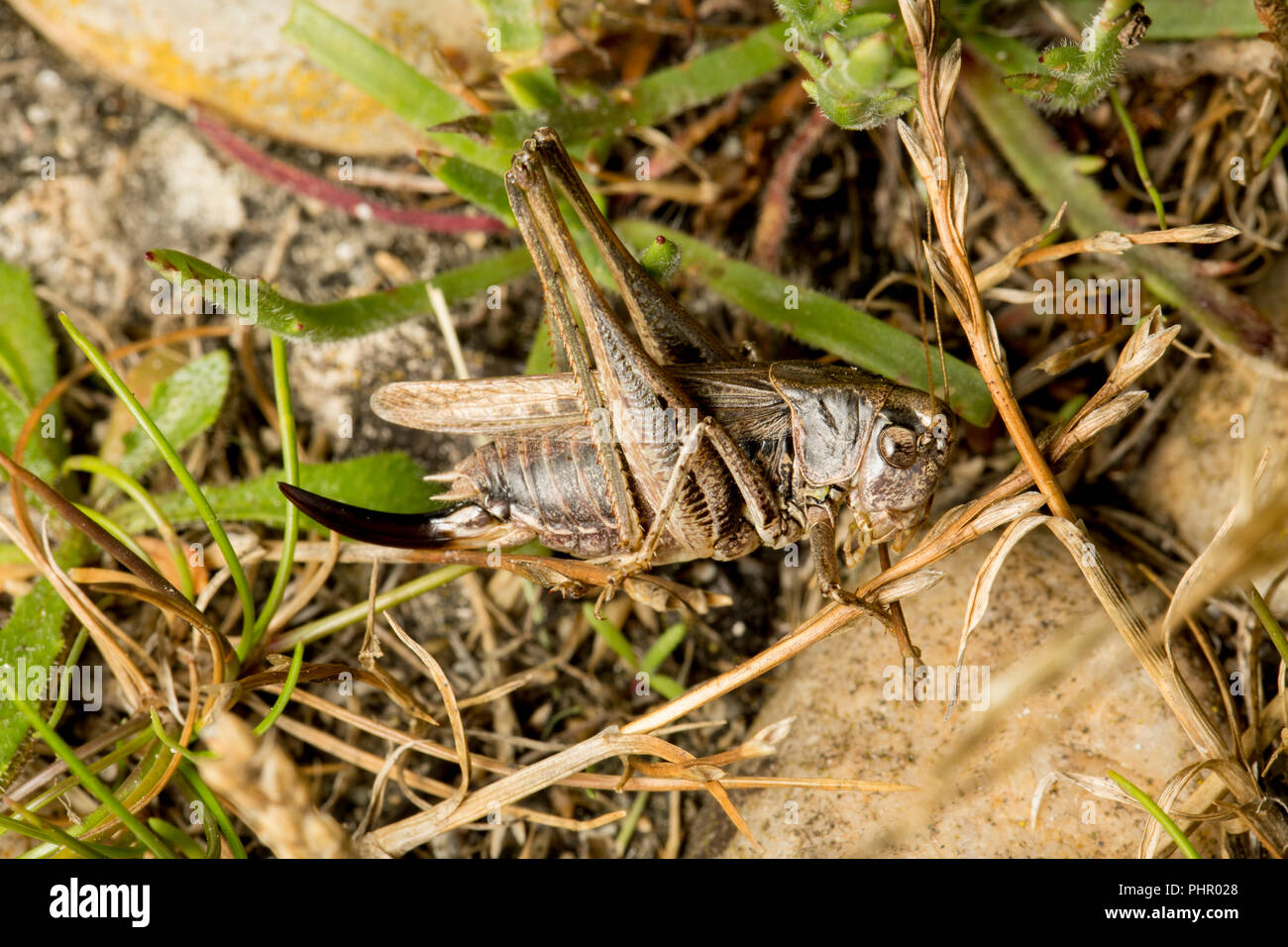 A female grey bush cricket, Platycleis albopunctata, photographed at night next to a busy road near the Isle of Portland Dorset England UK GB Stock Photo