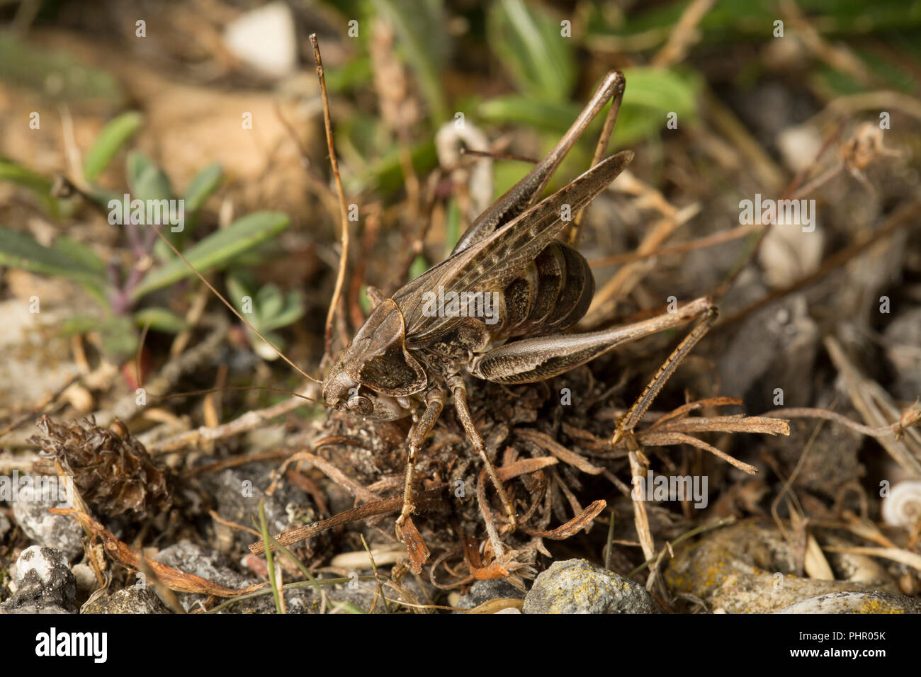 A female grey bush cricket, Platycleis albopunctata, using its ovipositor to lay eggs at night in dry earth patches next to a busy road near the Isle  Stock Photo
