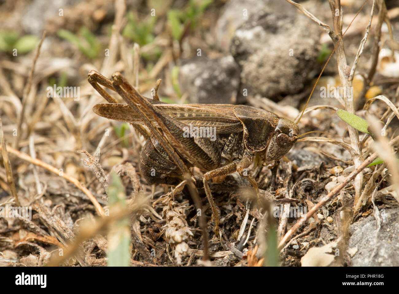 A female grey bush cricket, Platycleis albopunctata, using its ovipositor to lay eggs at night in dry earth patches next to a busy road near the Isle  Stock Photo