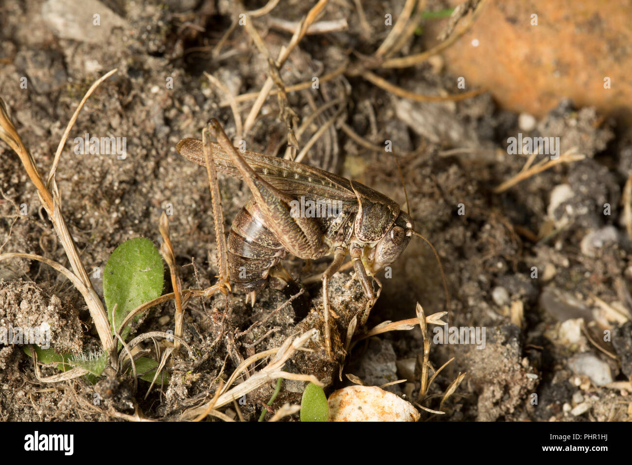 A female grey bush cricket, Platycleis albopunctata, using its