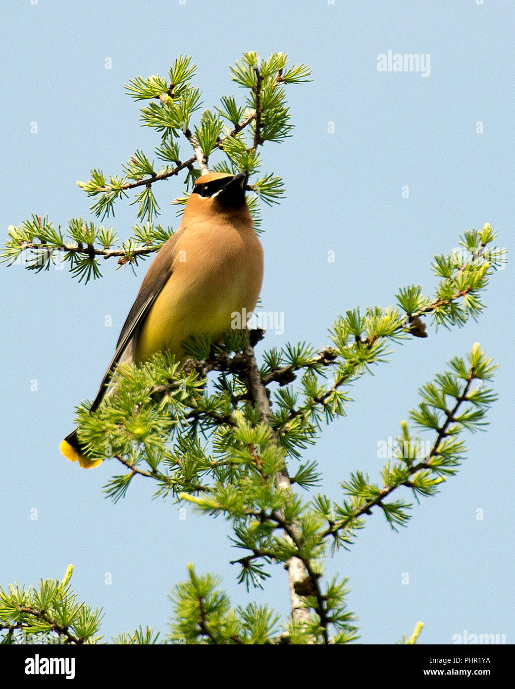 Splendid perch hires stock photography and images Alamy