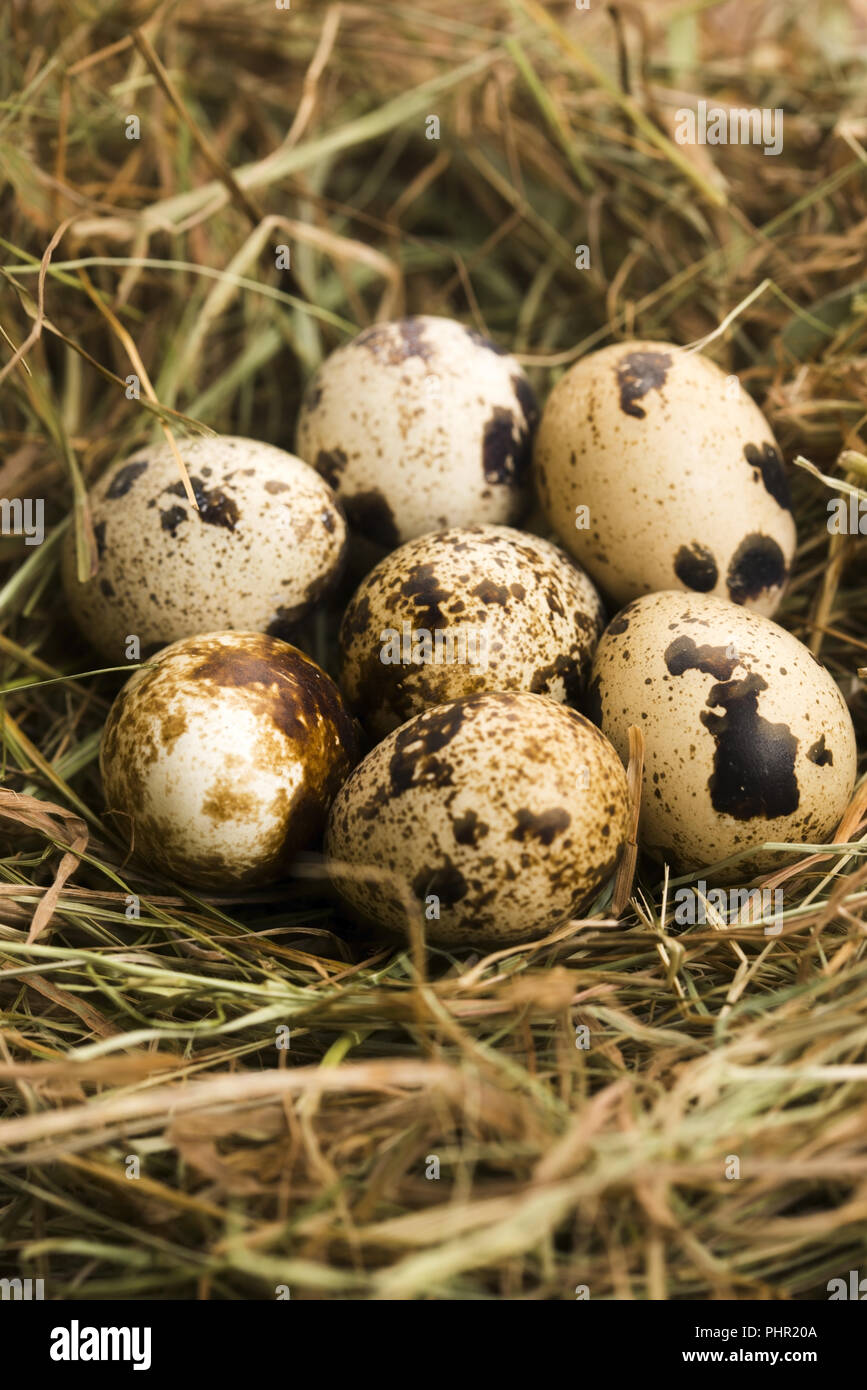 Quails eggs. delicious food Stock Photo Alamy