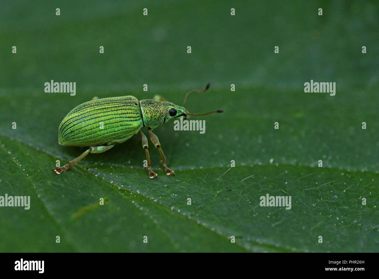 Silver green leaf weevil Stock Photo