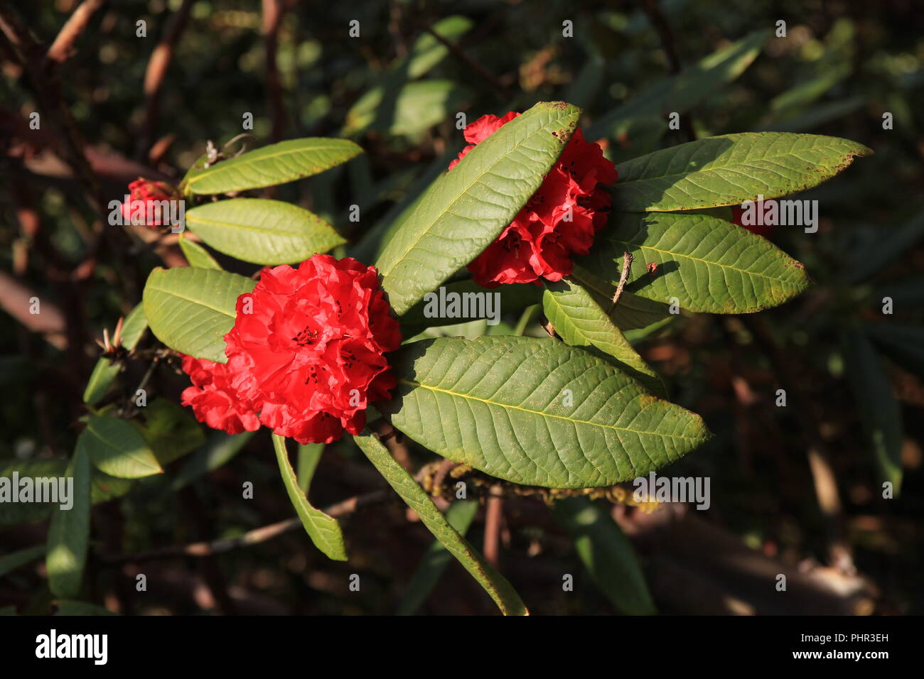 National Flower Of Nepal Red Rhododendron Stock Photo Alamy