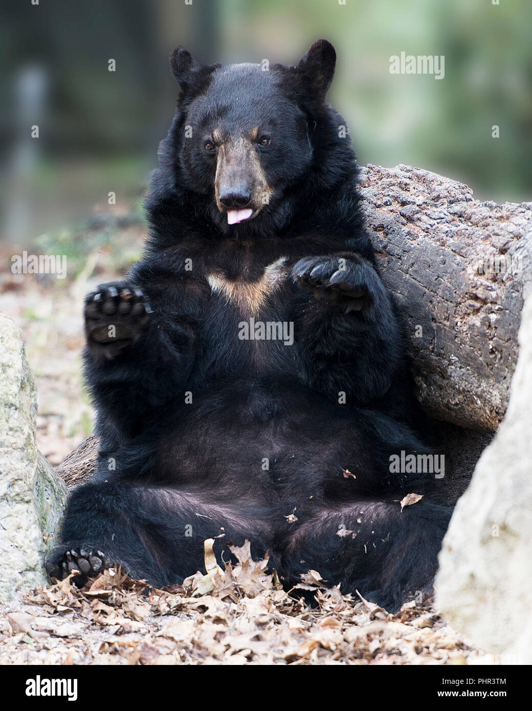 Black bear animal sitting and resting on a tree log making a comic show  with a bokeh background in its environment and surrounding Stock Photo -  Alamy