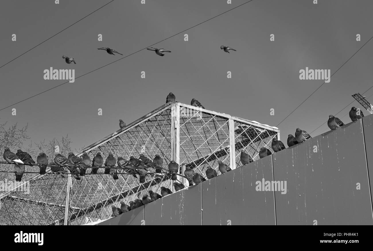 Many pigeons sitting on the rooftop and power lines like an unstoppable bird army in black and white Stock Photo