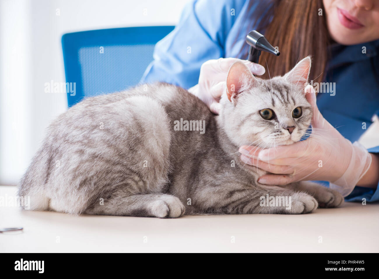 Cat being examining in vet clinic Stock Photo - Alamy