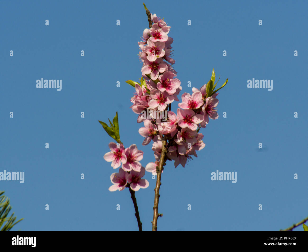 pink bloosoms on blue sky Stock Photo