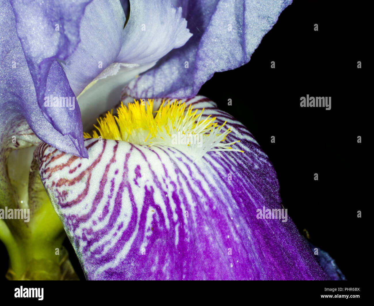 Blue orchid close up hi-res stock photography and images - Alamy