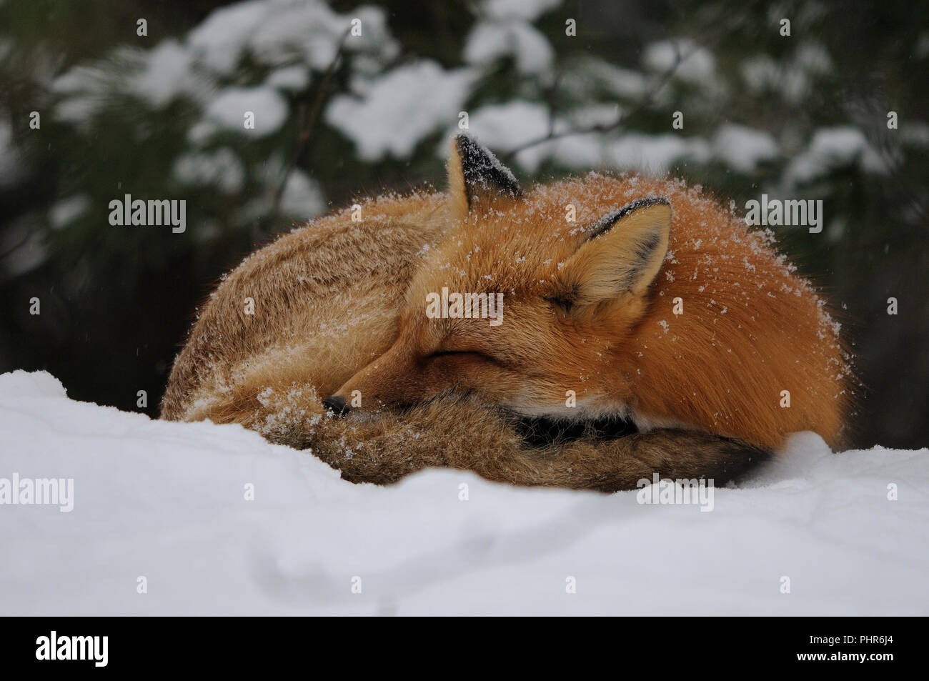 Fox Red Fox animal sleeping on snow in the forest in the winer season