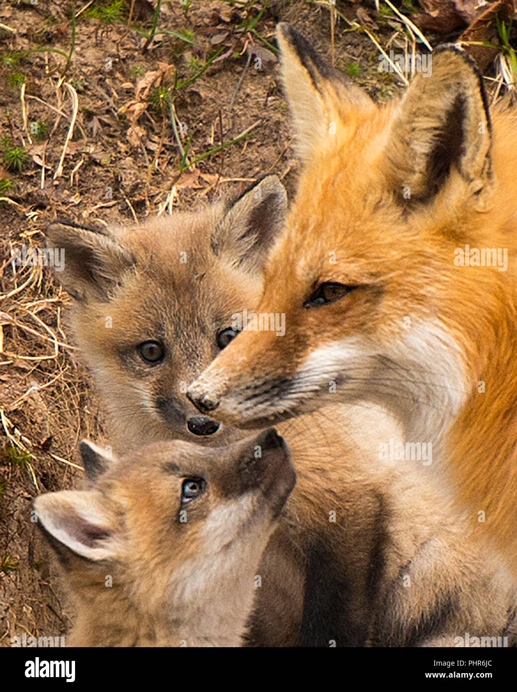 Baby fox mother hi-res stock photography and images - Alamy