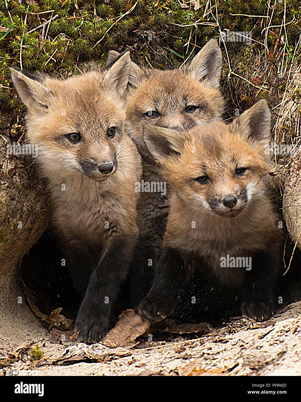 Fox Red Fox baby animal kit foxes in the forest in their den hole in its  environment with a moss background and sand foreground. Baby foxes Stock  Photo - Alamy