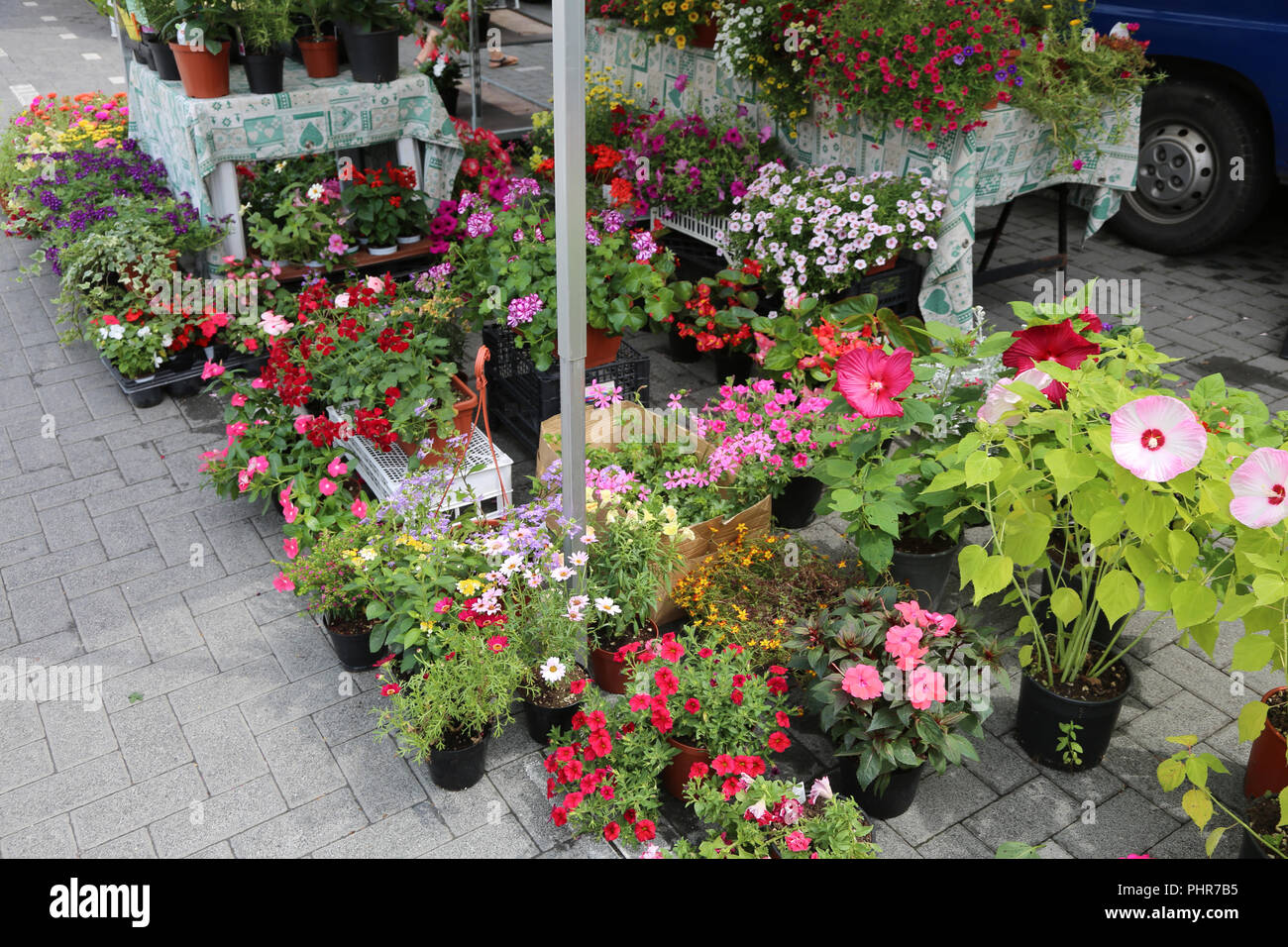 many potted flowers for sale at floreal market on the street Stock