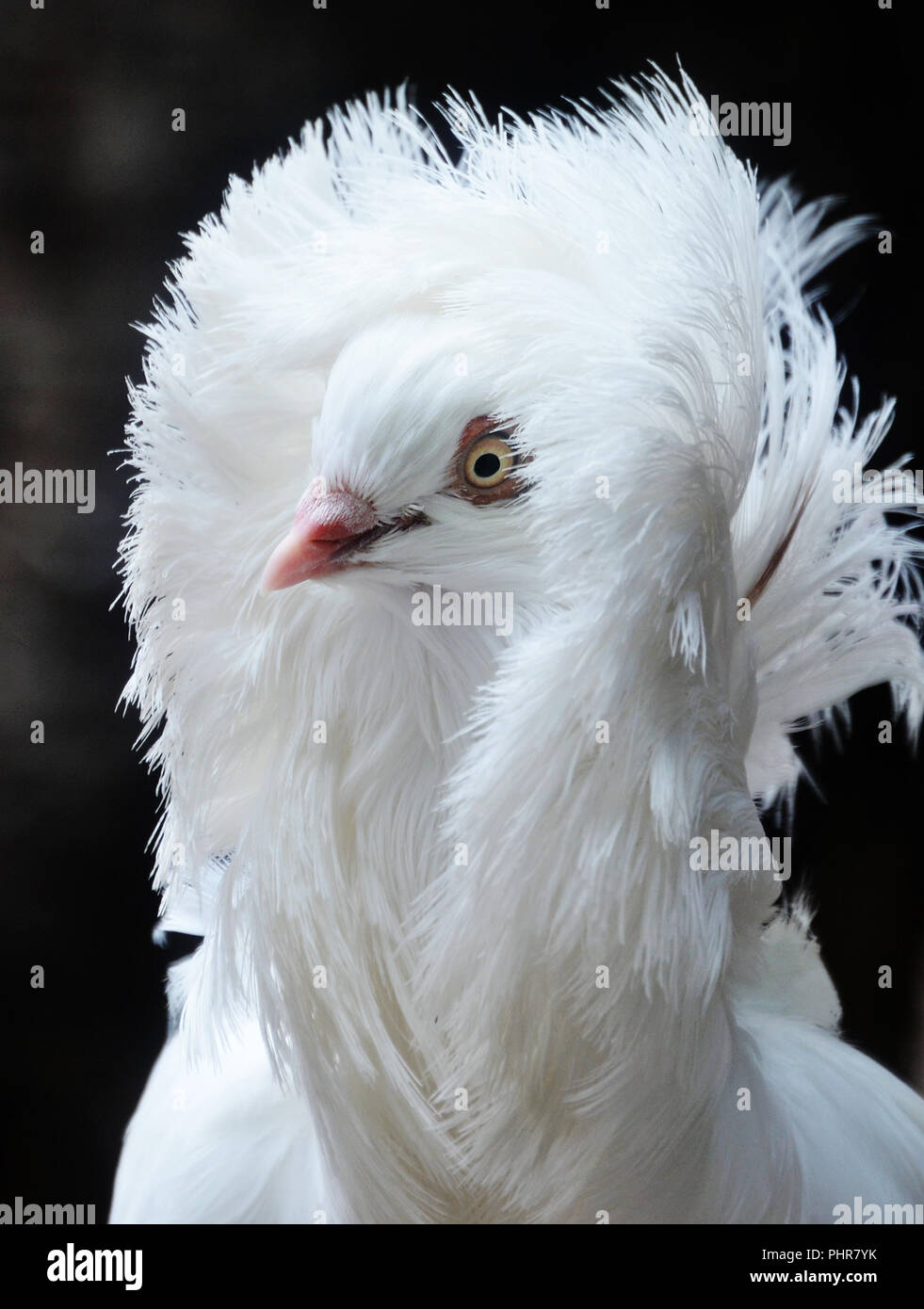 Jacobin Pigeon Stock Photo