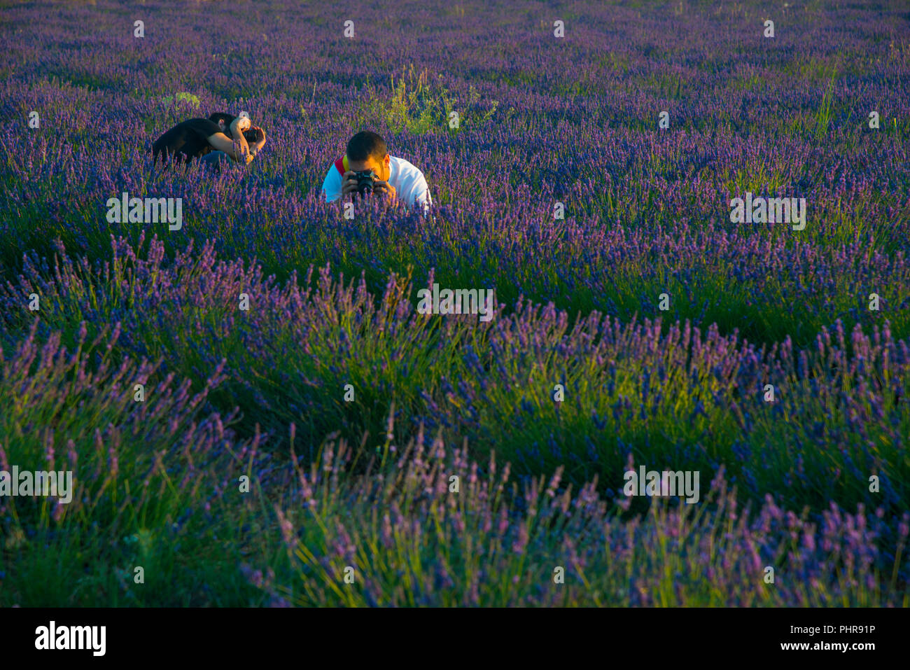Two people taking photos of the lavender field. Brihuega, Guadalajara province, Castilla La Mancha, Spain. Stock Photo