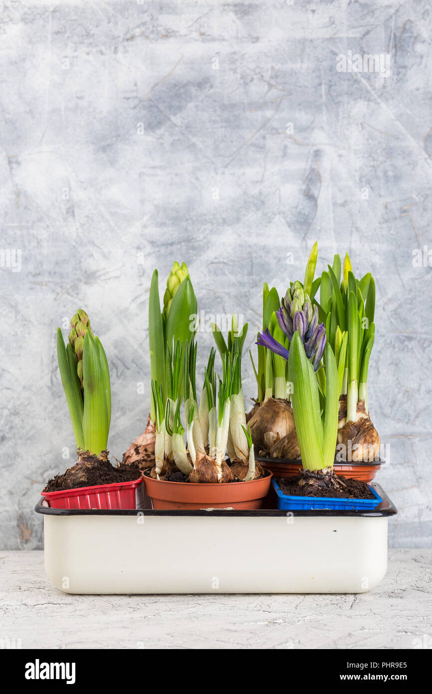 Growing flower bulb in pot on white backgroun Stock Photo Alamy
