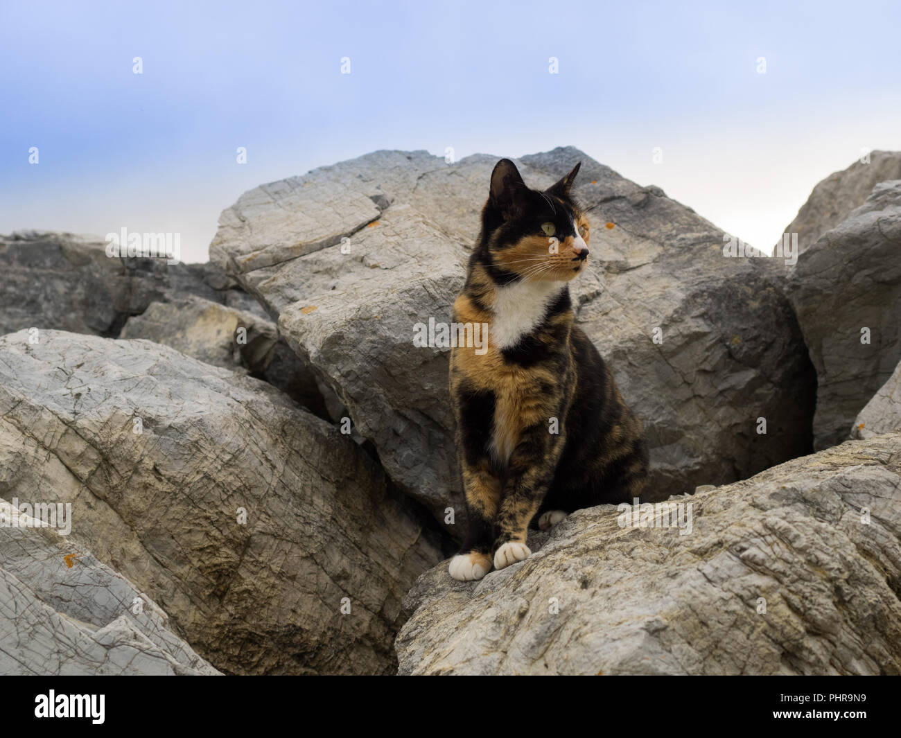 Calico Cat between big rocks Stock Photo