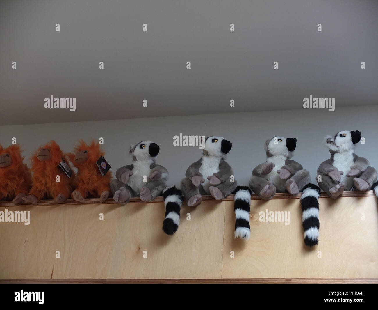 Cuddly toy lemurs and orang-utans lined up on a shelf for sale at Jersey Zoo gift shop Durrell Wildlife Trust Jersey Channel Islands Stock Photo