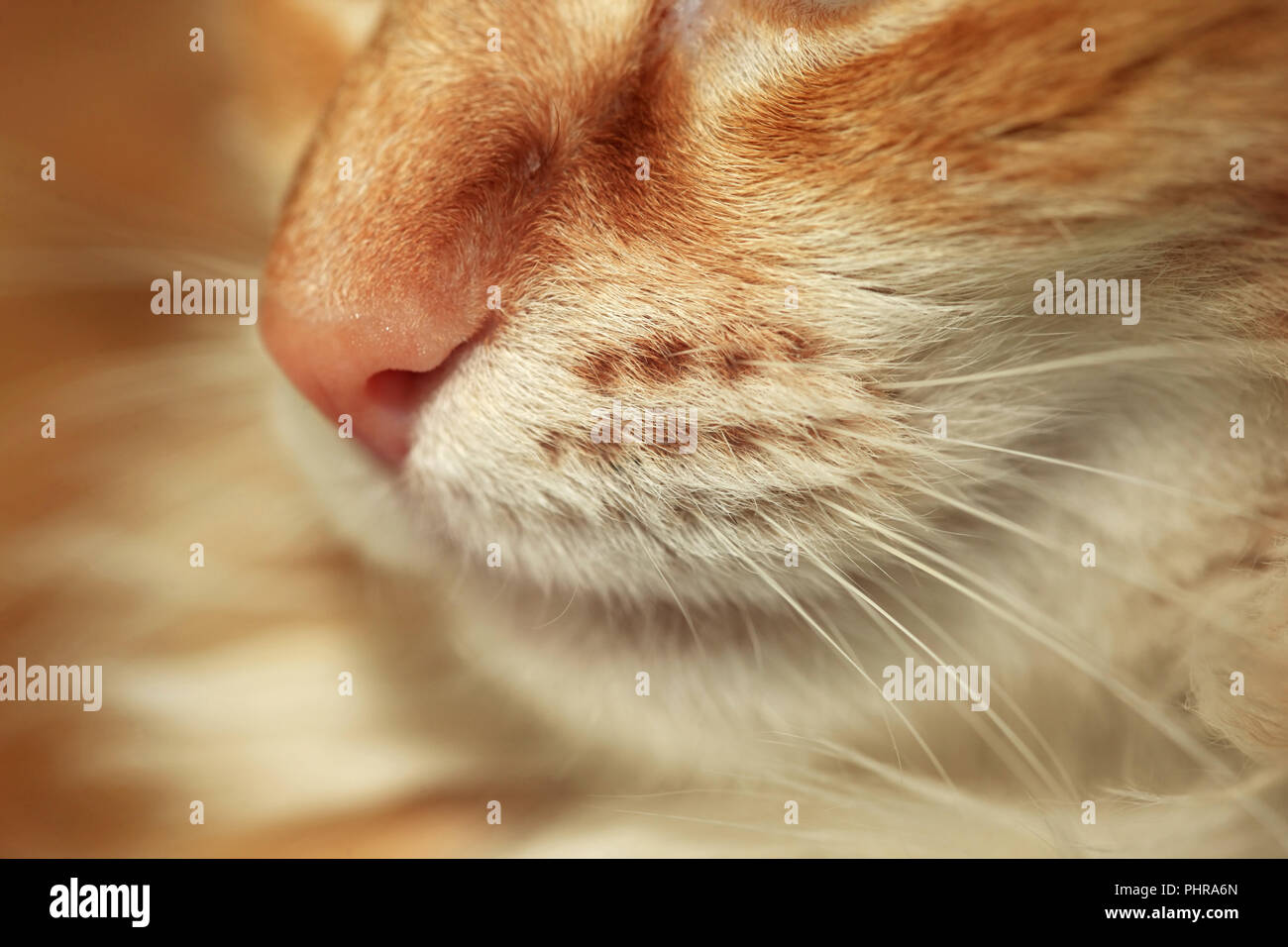 Close-up of a nose of a red cat Stock Photo
