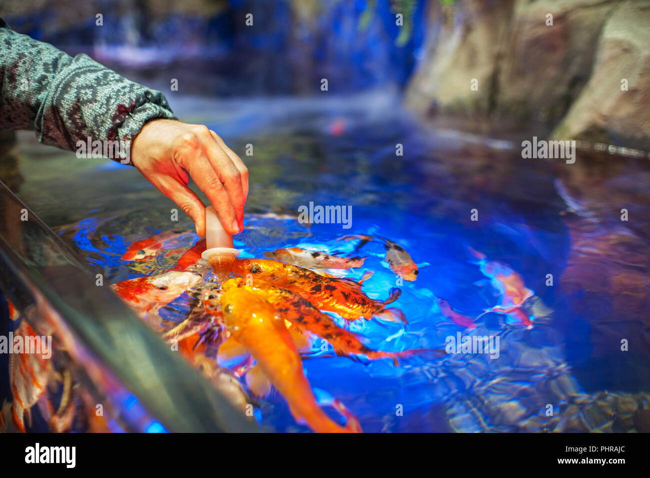 Feeding fish in aquarium Stock Photo - Alamy