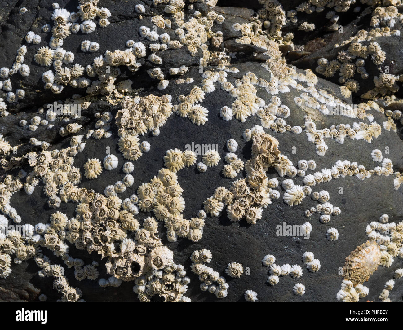 Colony of small mussels (Balanidae) on black rock Stock Photo
