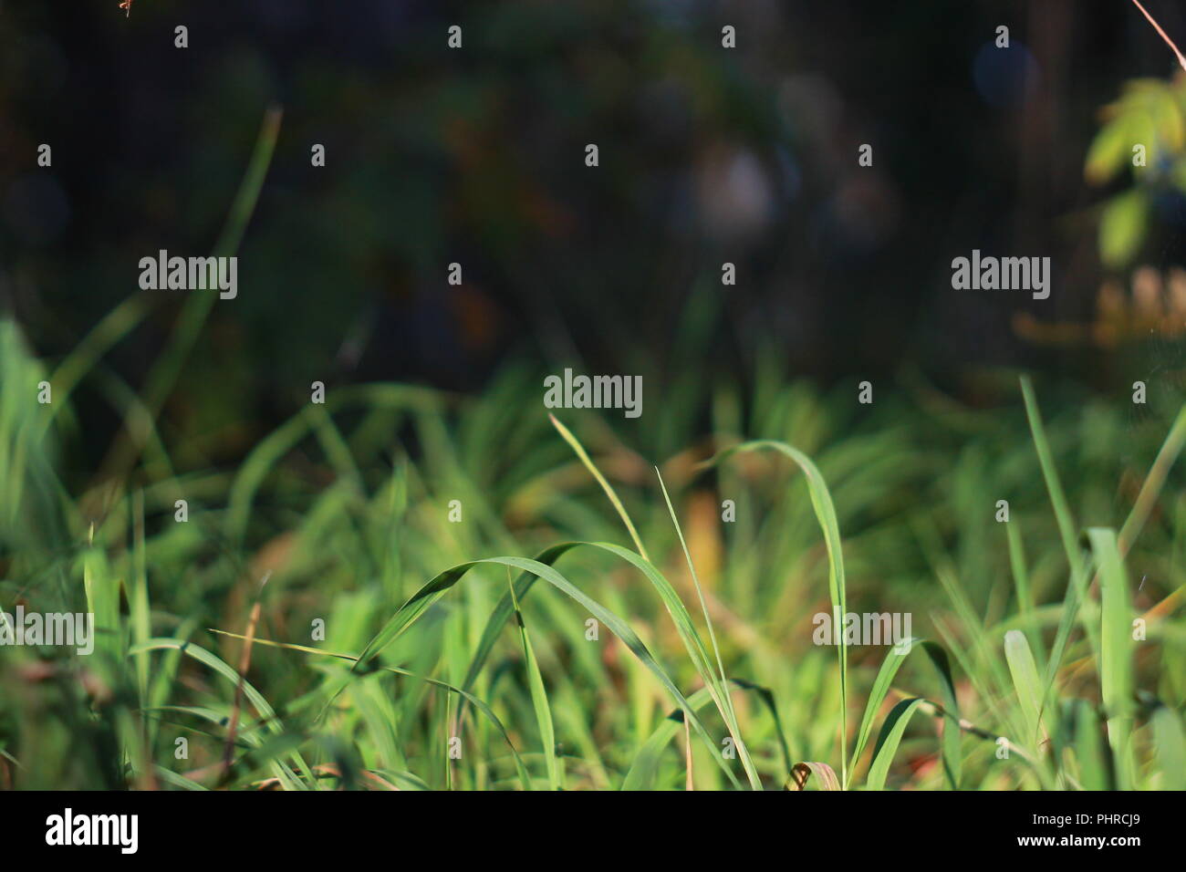 Green grass background Stock Photo - Alamy