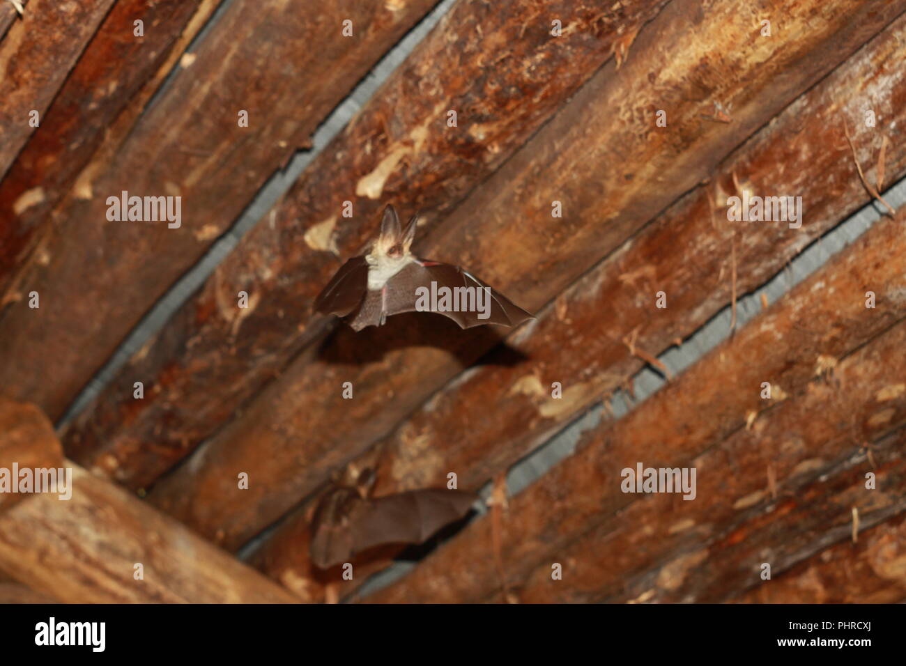 Bat flying in a wood house in the night Stock Photo Alamy