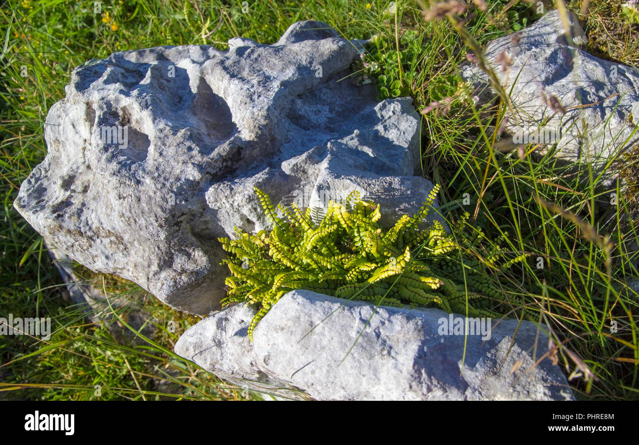 Flora of Cantabria - Asplenium marinum, sea spleenwort Stock Photo