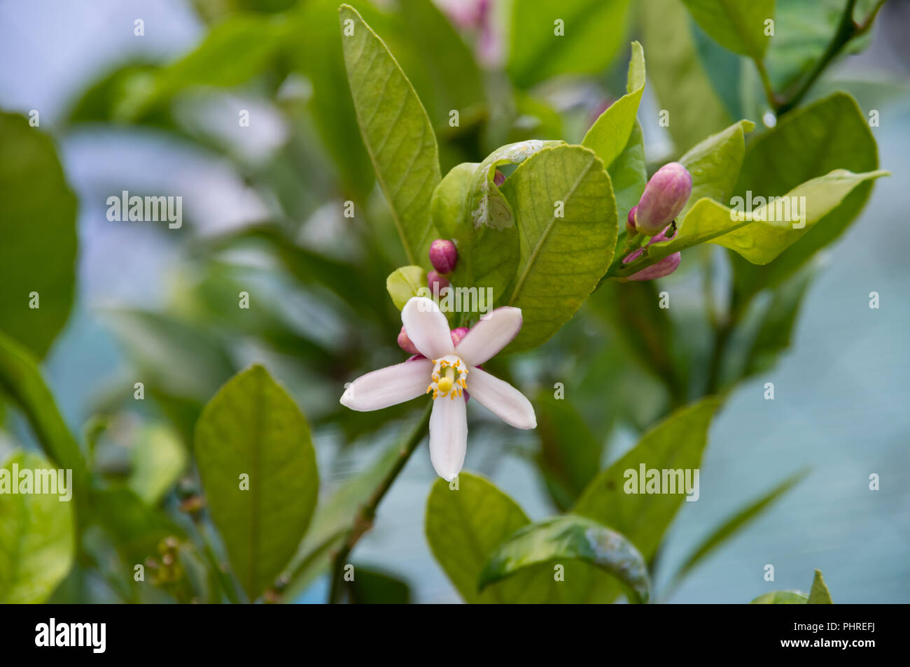 Lemon tree flowers hires stock photography and images Alamy
