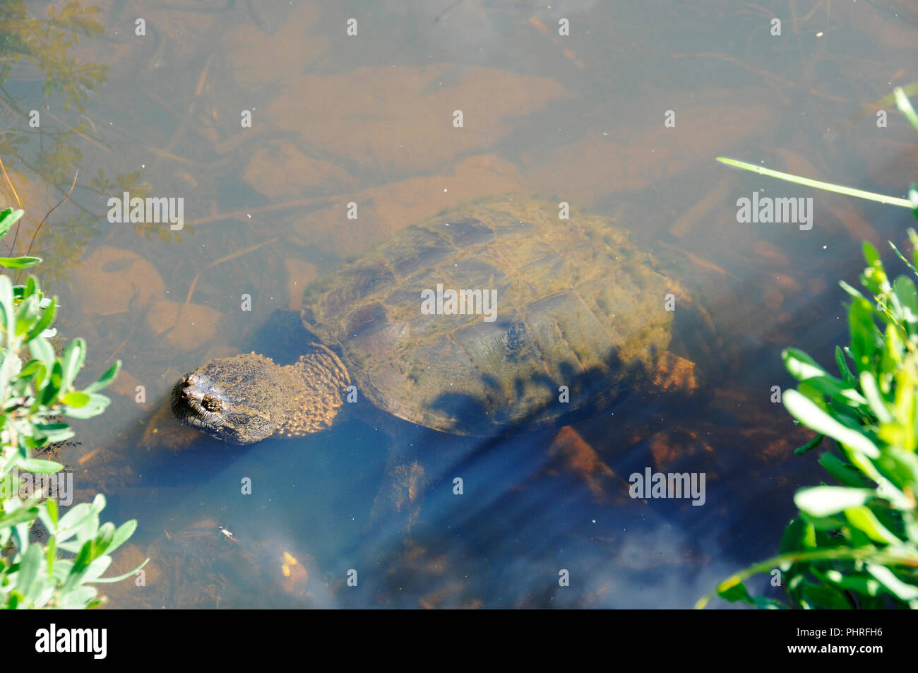 Snapping turtle in its environment. Stock Photo