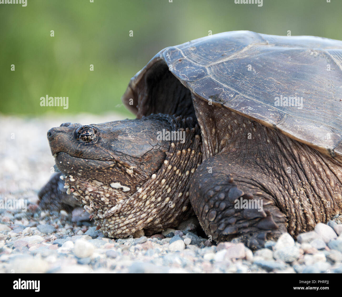 Snapping turtle close up in its environment. Stock Photo