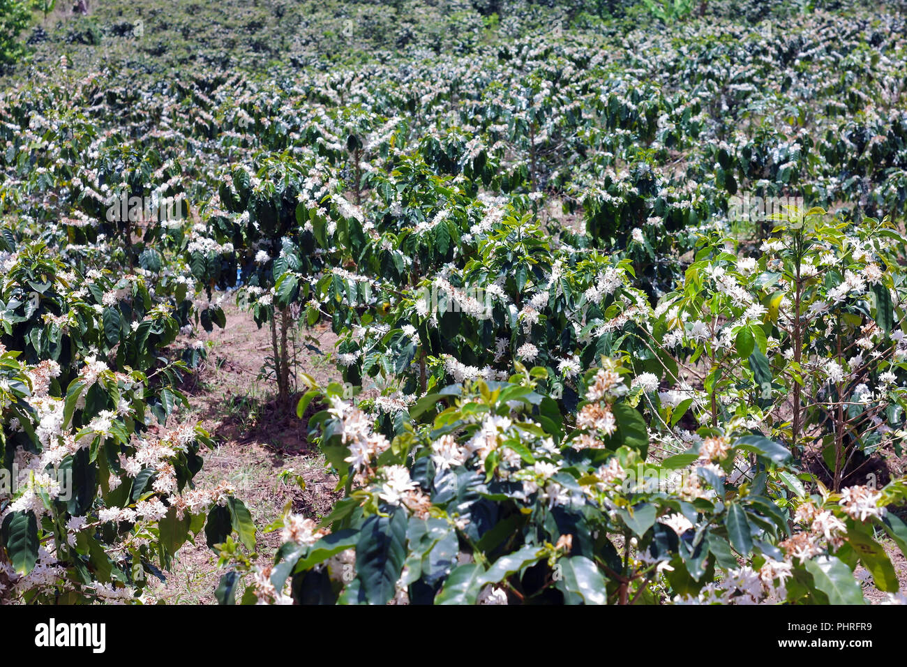 coffee trees are blooming, coffee farms, agricultural development and production Stock Photo