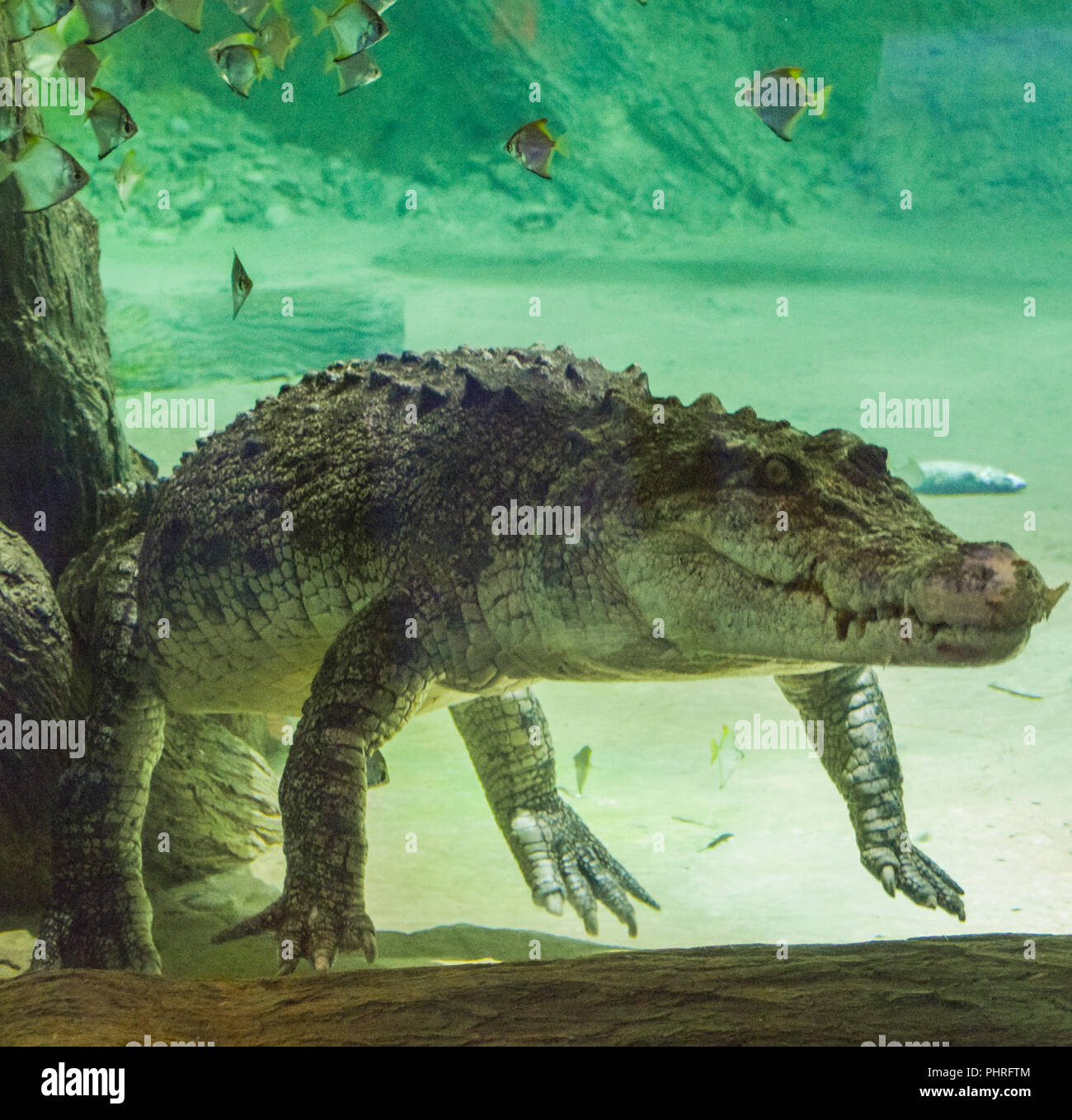 Crocodile aquarium people hi-res stock photography and images - Alamy