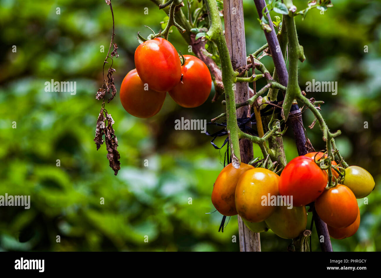 Tomatoes ripen on the plant, the tomato farm. Part of the agricultural production Stock Photo