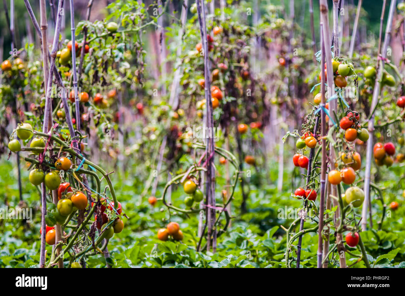 Field of tomato plants hires stock photography and images Alamy