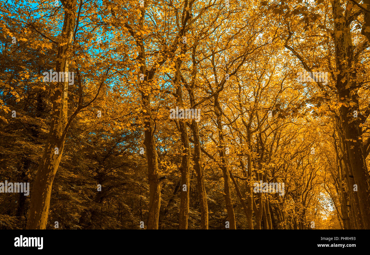 Narrow alley with trees hi-res stock photography and images - Alamy