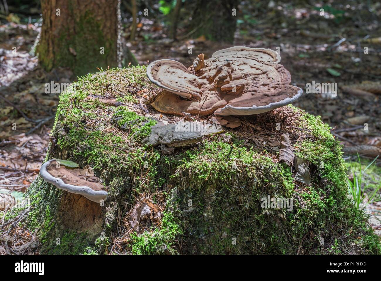 Root sponge on a tree trunk overgrown with moss in the forest Stock Photo