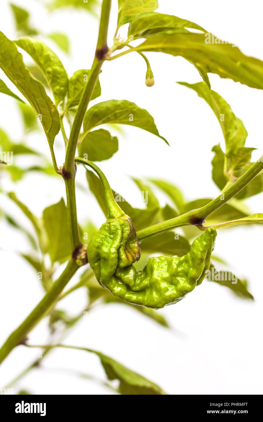 Immature chili pepper. Unripe peppers Chocolate Bhut Jolokia Ghost. Spicy spices. Vegetable growing. Healthy spice Stock Photo